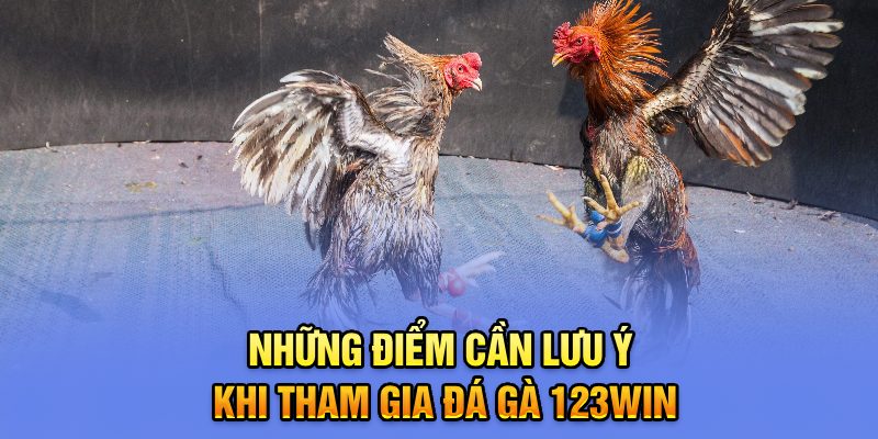 Những điểm cần lưu ý khi tham gia đá gà 123win