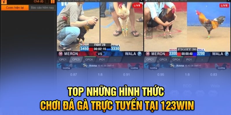 Top những hình thức chơi đá gà trực tuyến tại 123Win